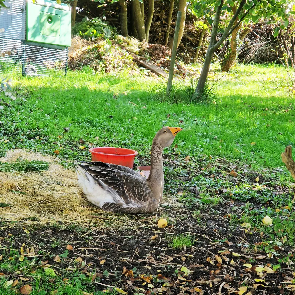 Gans Franz im Aussenbereich von Ullas Garten der Bauernhofspielgruppe Heugümper
