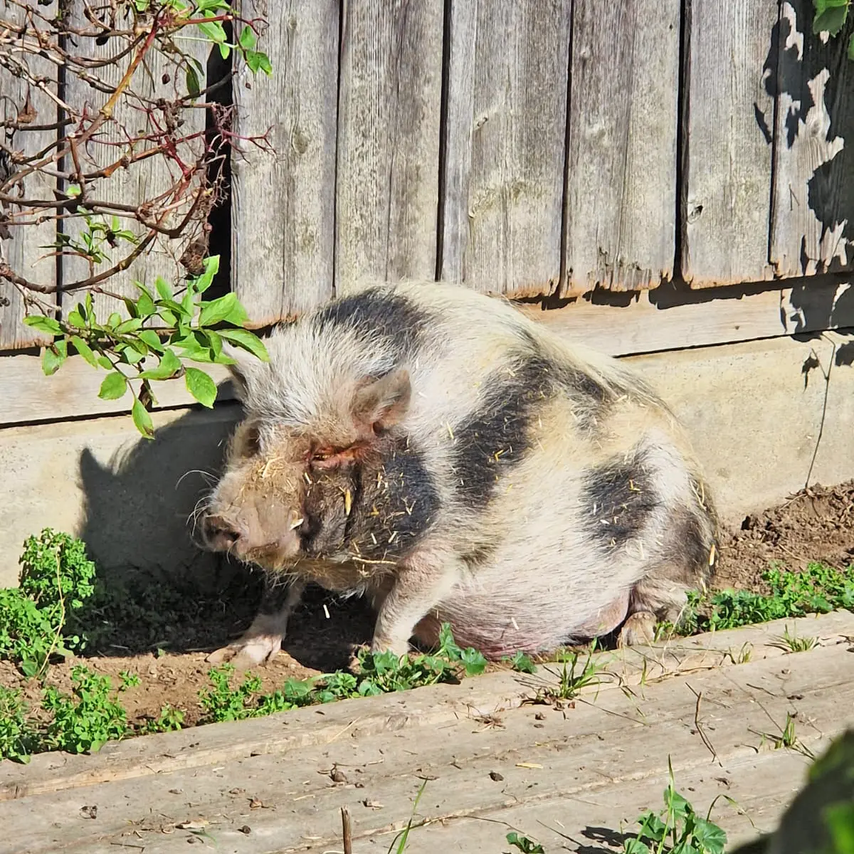 Schwein Jackie in Ullas Garten der Bauernhofspielgruppe Heugümper