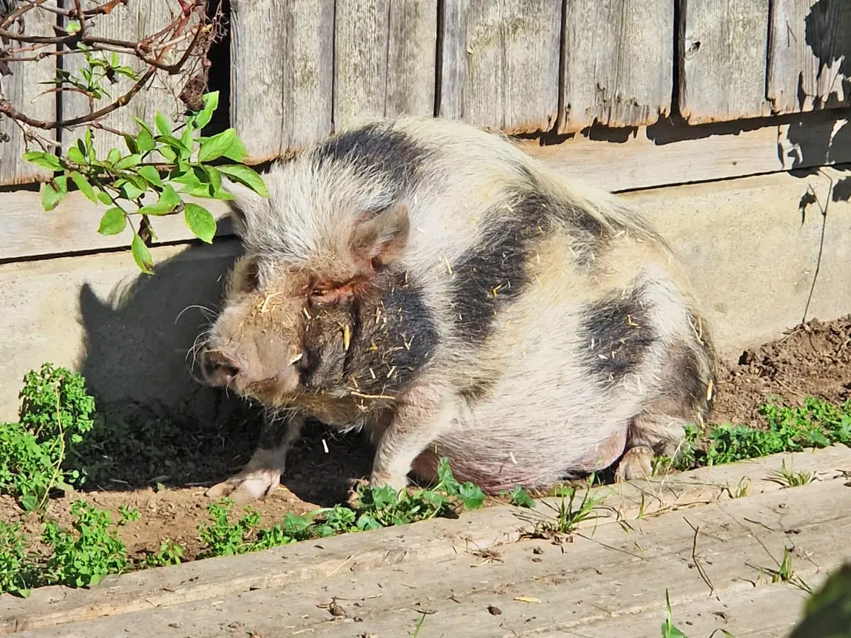 Schwein Jackie in Ullas Garten der Bauernhofspielgruppe Heugümper
