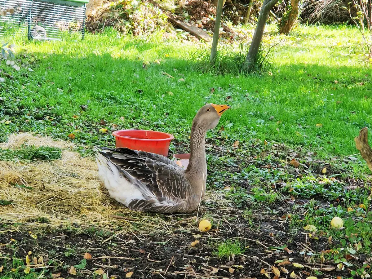 Gans Franz im Aussenbereich von Ullas Garten der Bauernhofspielgruppe Heugümper